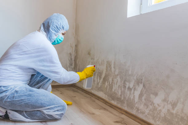 Professional mold removal team in Wayne
